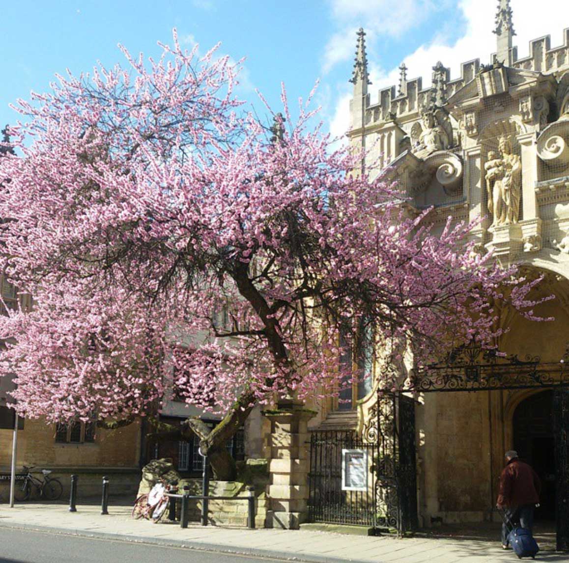 Oxford in Spring, cherry blossoms, architecture | Readable, readability test